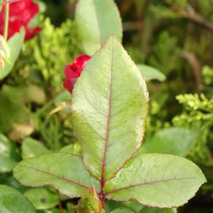 Rosier nain Zepeti  (Feuillage)