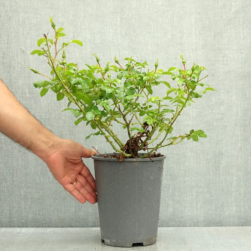 Spécimen de Rosier Nectar Garden Alexander von Humboldt Pot de 3L/4L tel que livré en été