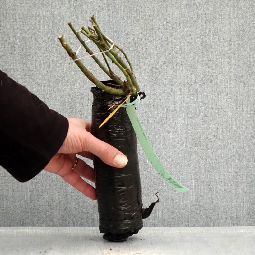 Amostra de Roseira floribunda Nectar Garden Alexander von Humboldt Raízes nuas em torrão tal como entregue no inverno