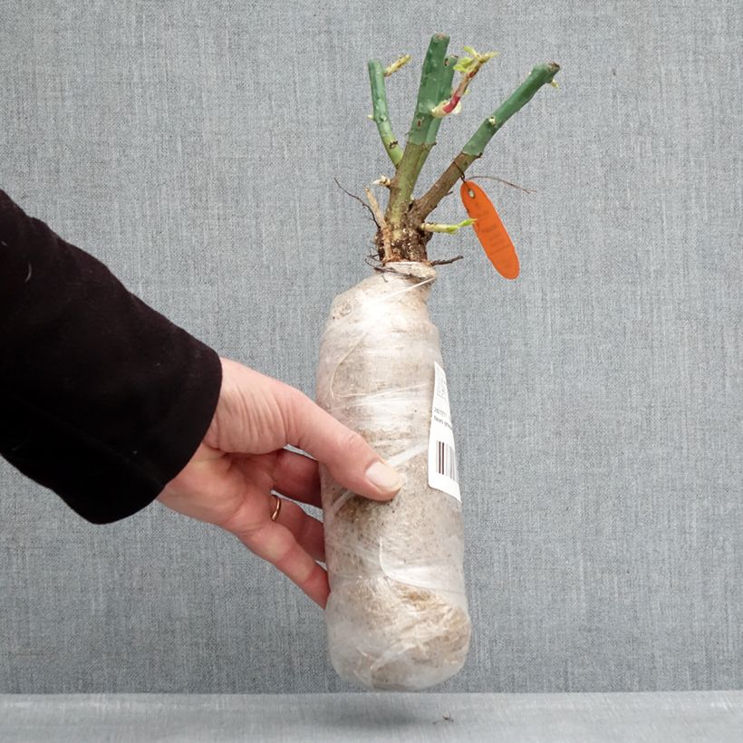 Spécimen de Rosier Nectar Garden Lilliput Lupo Racines nues en motte tel que livré en hiver