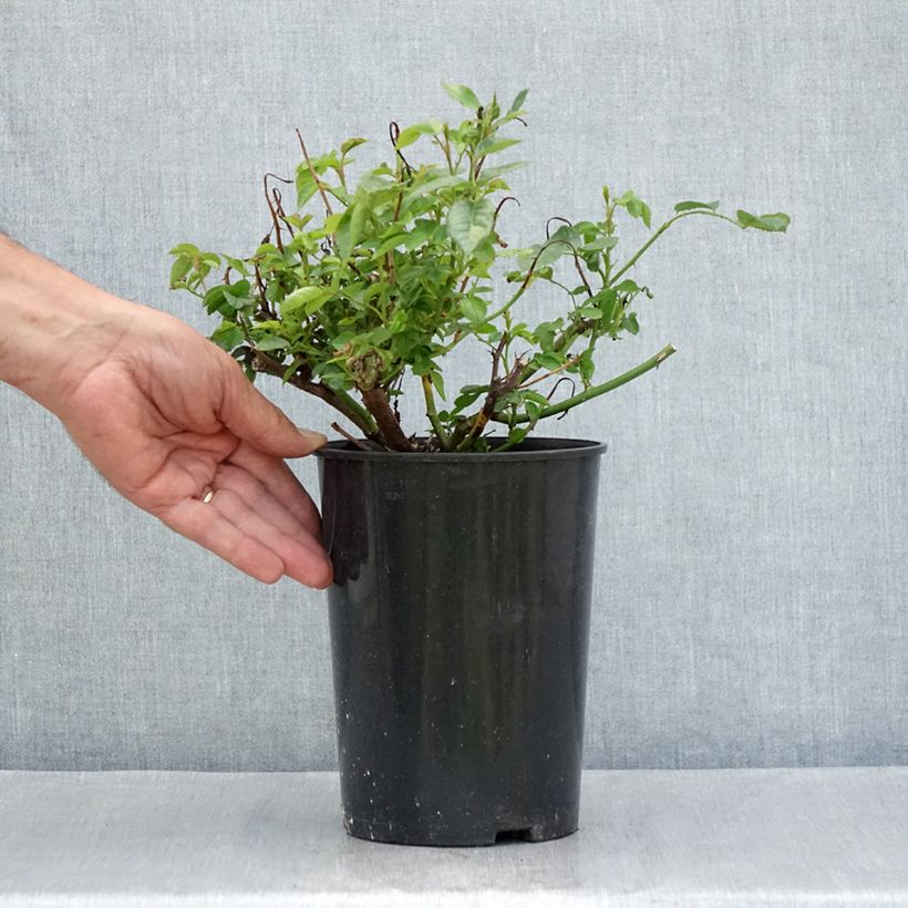 Spécimen de Rosier Patio Rose Baby Iceberg Pot de 3L/4L tel que livré en été