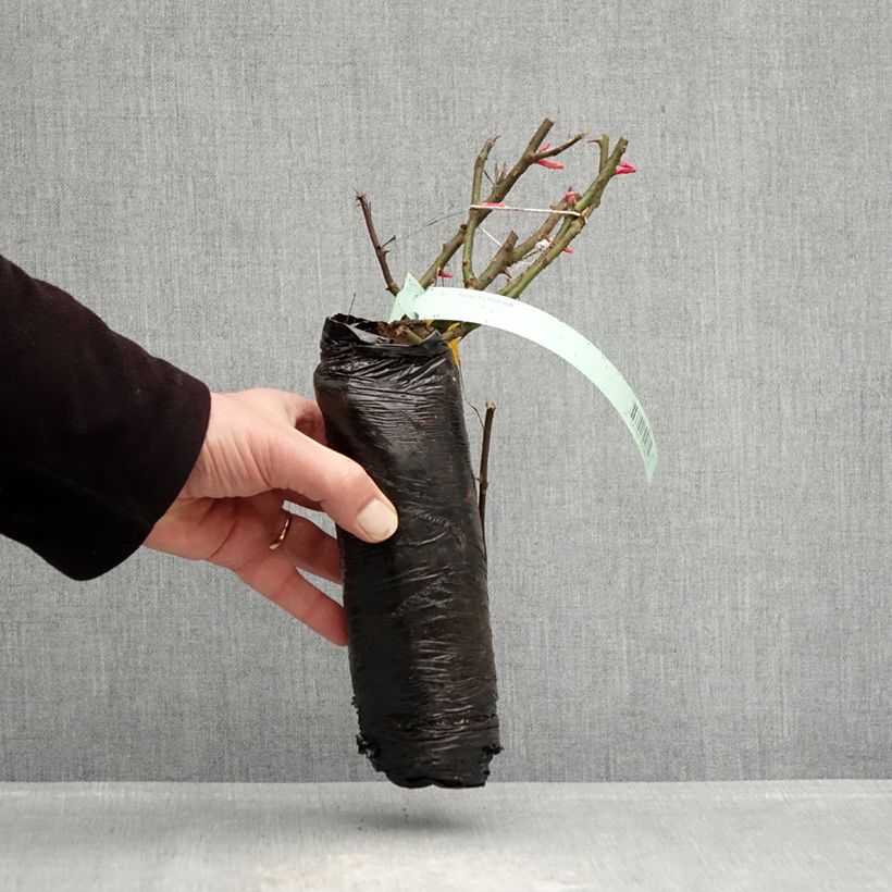 Spécimen de Rosier Patio Rose Impala Racines nues en motte tel que livré en hiver