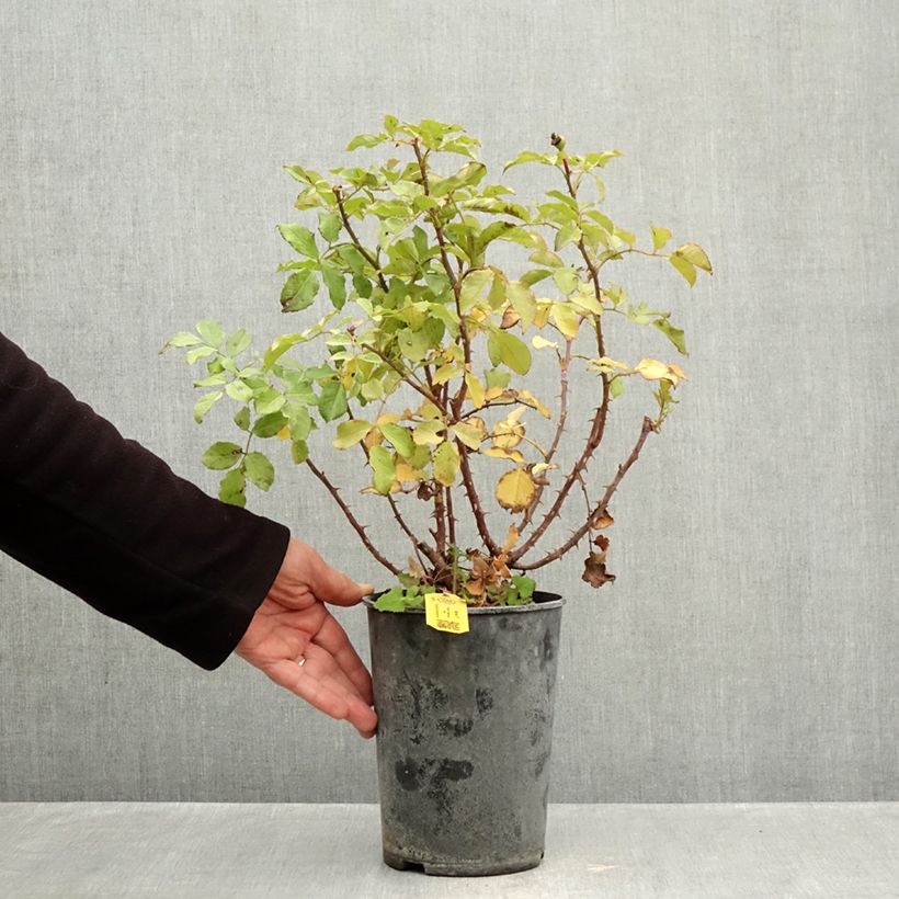 Spécimen de Rosier Patio Rose Xenia Pot de 3L/4L tel que livré en automne