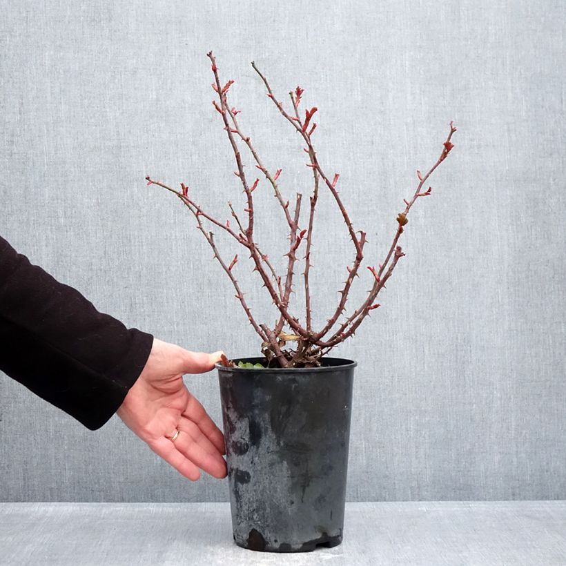 Spécimen de Rosier Patio Rose Xenia Pot de 3L/4L tel que livré en hiver