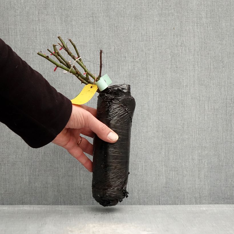 Spécimen de Rosier Patio Rose Xenia Racines nues en motte tel que livré en hiver