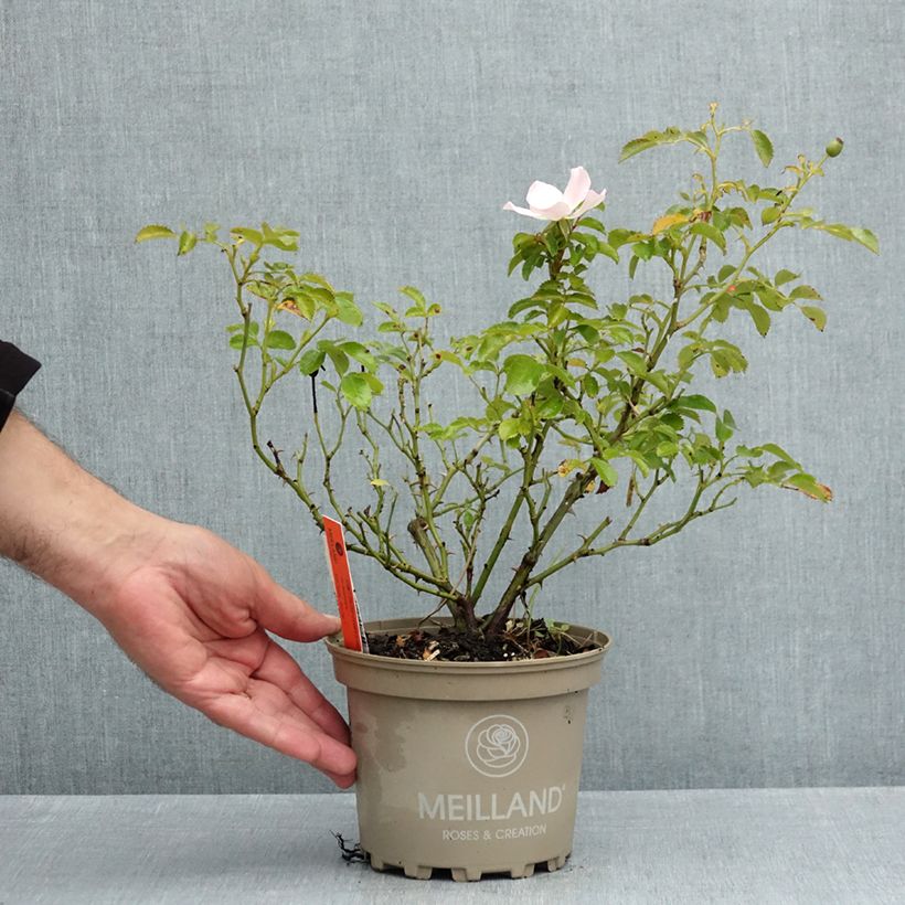 Spécimen de Céleri Martine - Apium graveolens le sachet de 100 graines environ tel que livré en été