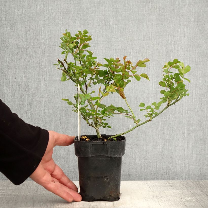 Spécimen de Rosier paysager couvre-sol Les Quatre Saisons Pot de 10 cm/11cm, Issu de bouture tel que livré au printemps