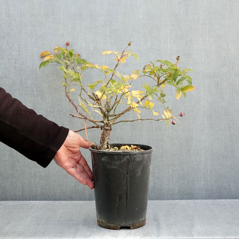 Spécimen de Rosier paysager Hello Pot de 4L/5L tel que livré en automne