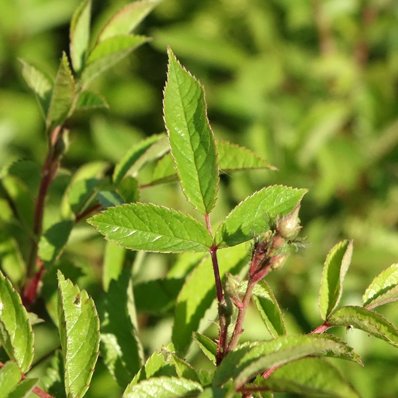 Rosier paysager Rosanatura Bicolore (Feuillage)