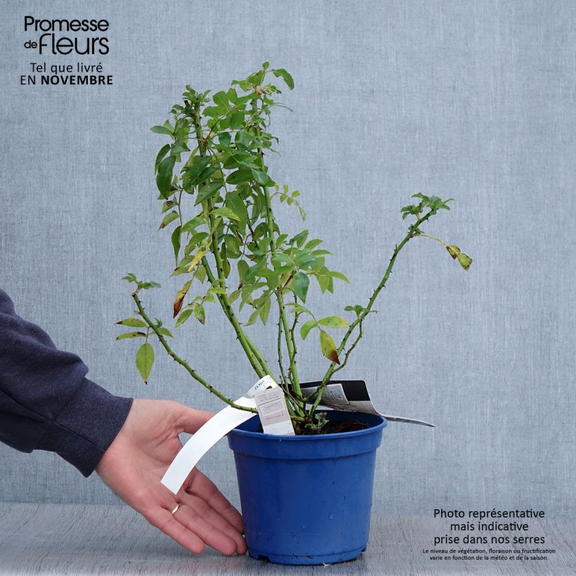 Spécimen de Rosier paysager Rosanatura Alba Pot de 2L/3L tel que livré en automne