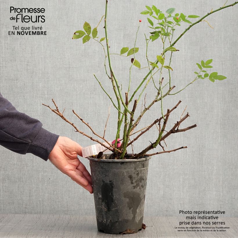 Spécimen de Rosier paysager Rosanatura Bicolore Pot de 2L/3L tel que livré en automne