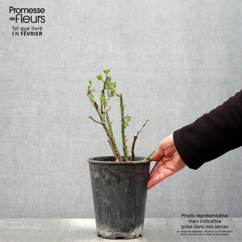 Spécimen de Rosier paysager Rosanatura Bicolore Pot de 2L/3L tel que livré en hiver