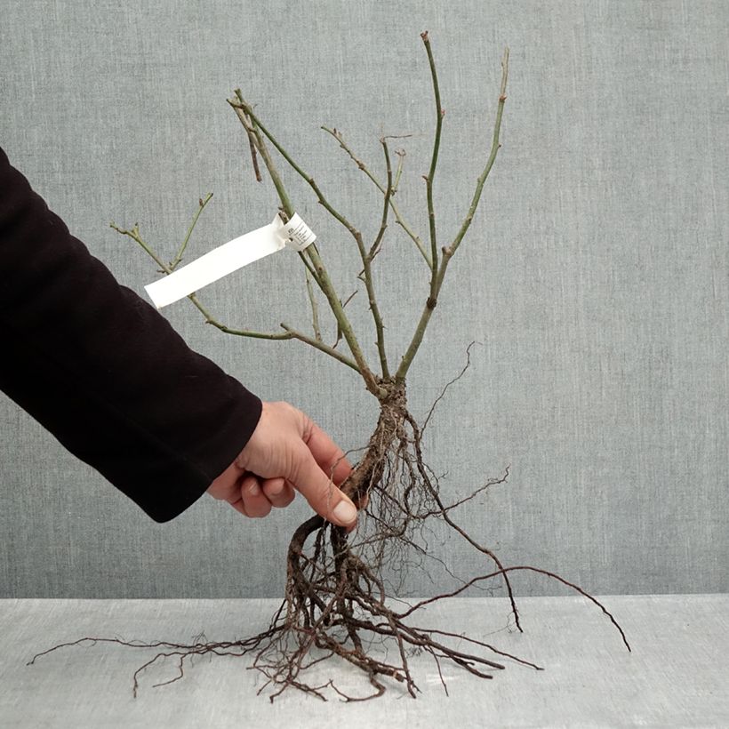 Spécimen de Rosier paysager Street Colors Belle de Grasse  Racines nues tel que livré en hiver