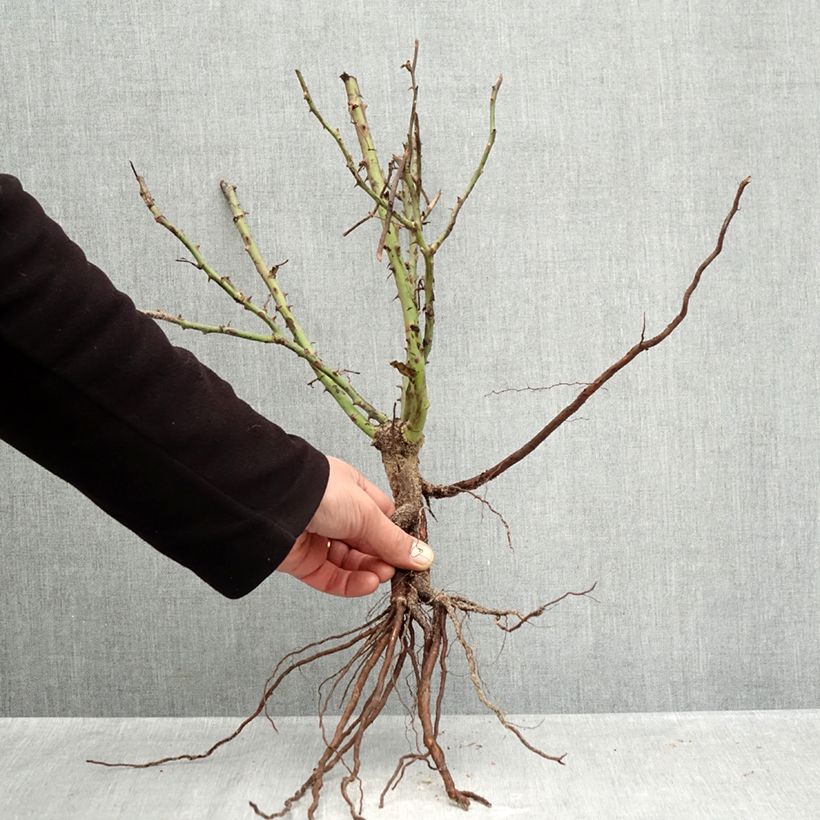 Spécimen de Rosier paysager Street Colors Jolie Provence Meilegase Racines nues tel que livré en hiver