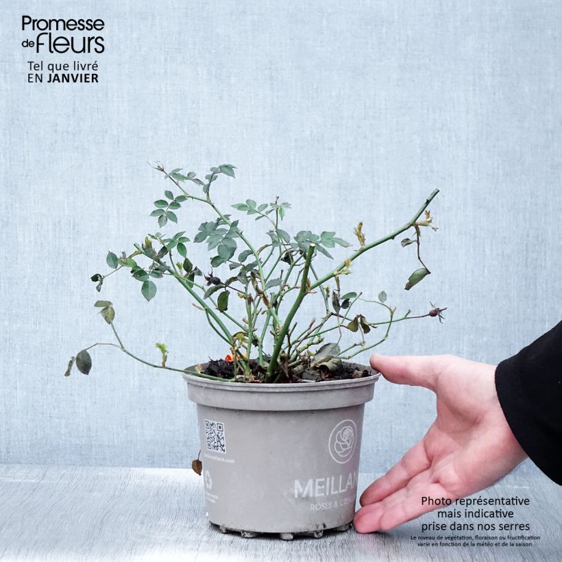 Spécimen de Rosier paysager Street Colors La Grande Motte Meimeigea Pot de 2L/3L tel que livré en hiver