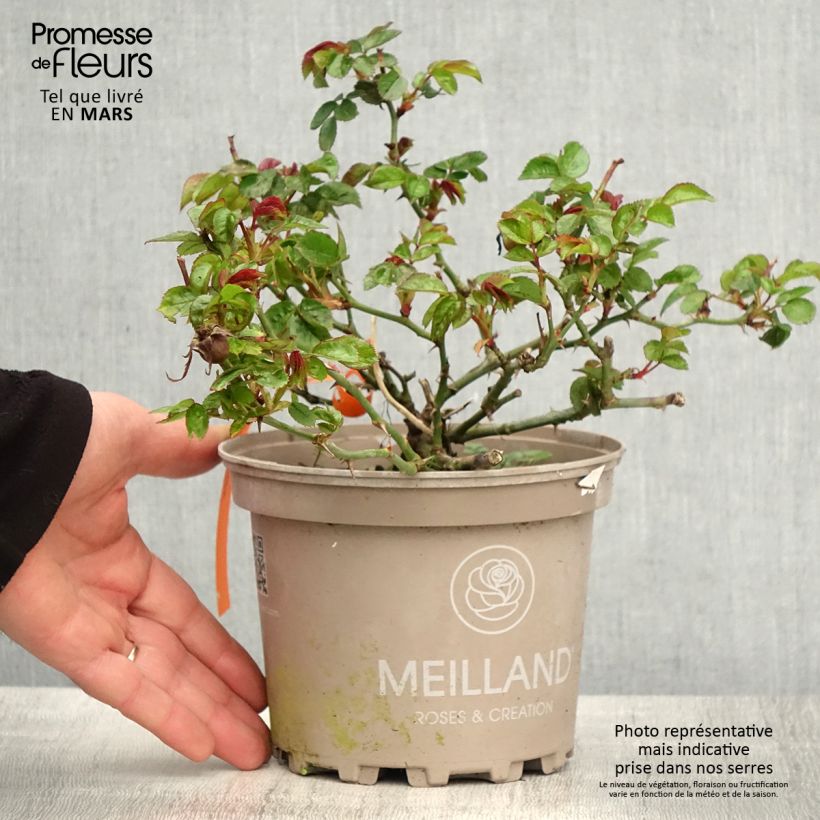 Spécimen de Rosier paysager Street Colors Moulin Rouge Meitralight Pot de 4L/5L tel que livré au printemps