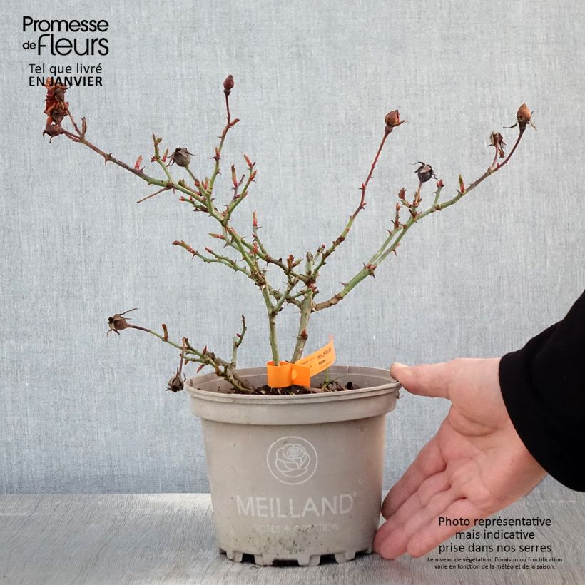Spécimen de Rosier paysager Street Colors Moulin Rouge Meitralight Pot de 4L/5L tel que livré en hiver