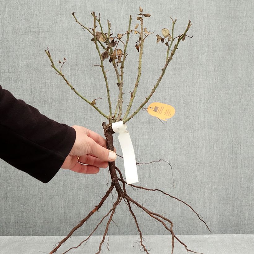 Spécimen de Rosier paysager Street Colors Moulin Rouge Meitralight Racines nues tel que livré en hiver