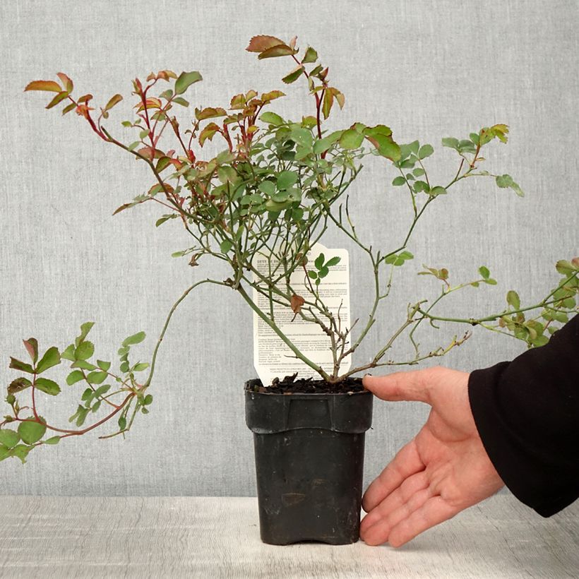 Spécimen de Rosier paysager Street Colors Rêve de Paris Meilowmye Pot de 10 cm/11cm, Issu de bouture tel que livré au printemps