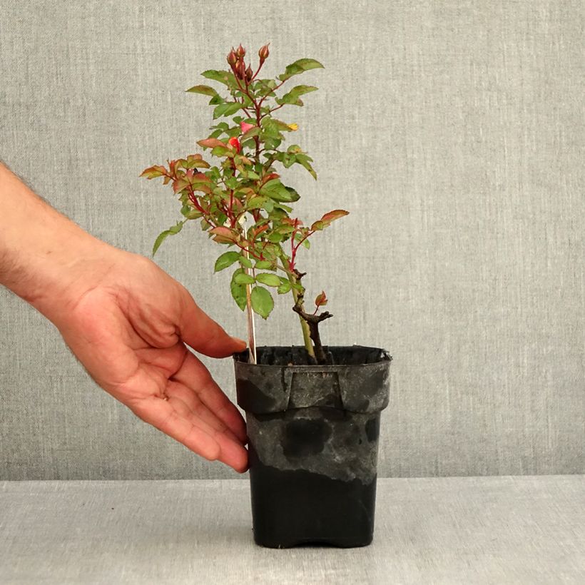 Spécimen de Rosier paysager Street Colors Rêve de Paris Meilowmye Pot de 10 cm/11cm, Issu de bouture tel que livré en été