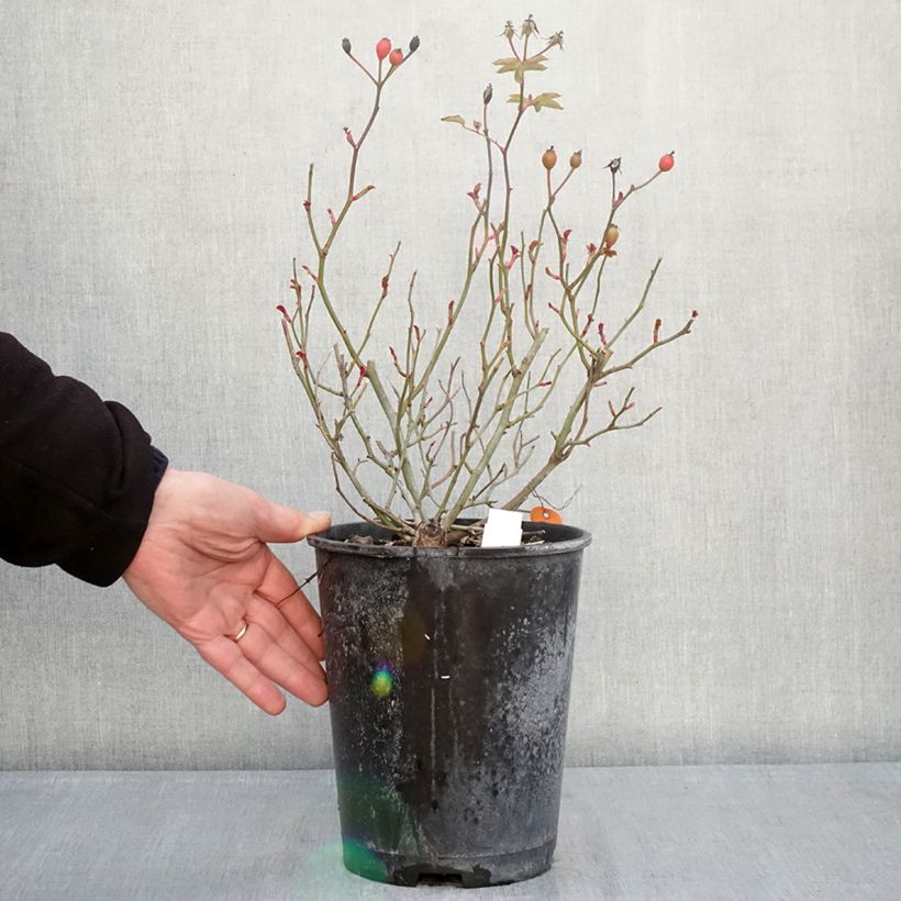 Spécimen de Rosier paysager Street Colors Rêve de Paris Meilowmye Pot de 4L/5L tel que livré en hiver