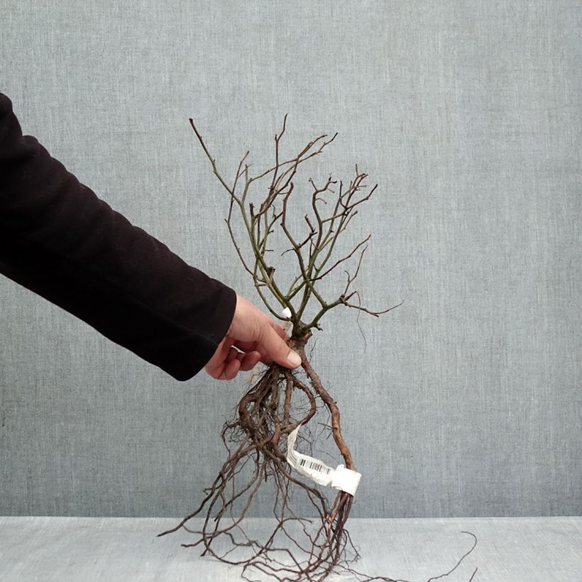 Spécimen de Rosier paysager Street Colors Rêve de Paris Meilowmye Racines nues tel que livré en hiver