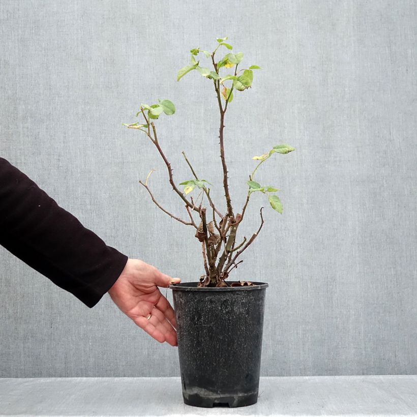 Spécimen de Rosier polyantha Mona Lisa  Pot de 4L/5L tel que livré en automne