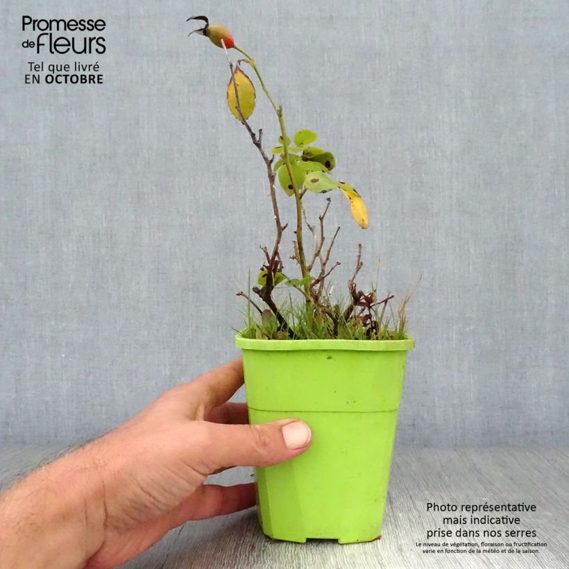 Spécimen de Rosier couvre-sol Black Forest Rose Pot de 1,5L/2L tel que livré en automne