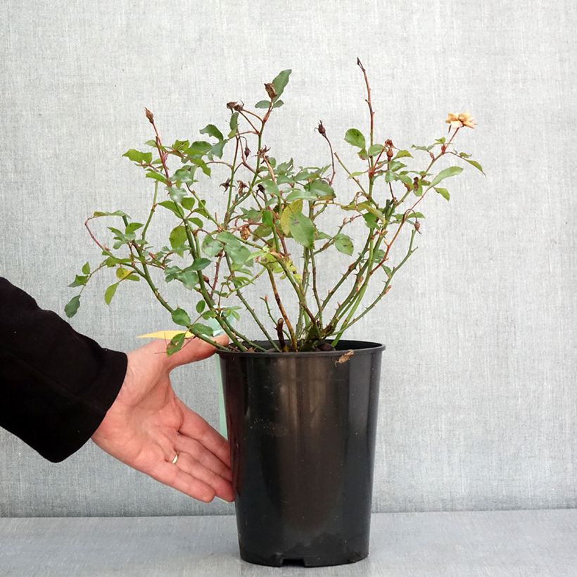 Spécimen de Rosier Rigo Innocencia Pot de 3L/4L tel que livré en hiver