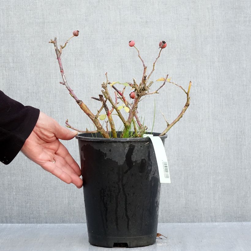 Spécimen de Rosier Rigo Rosen Caracho Pot de 3L/4L tel que livré en automne