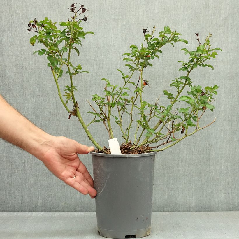 Spécimen de Rosier Rigo Rosen Hotline Pot de 3L/4L tel que livré en été