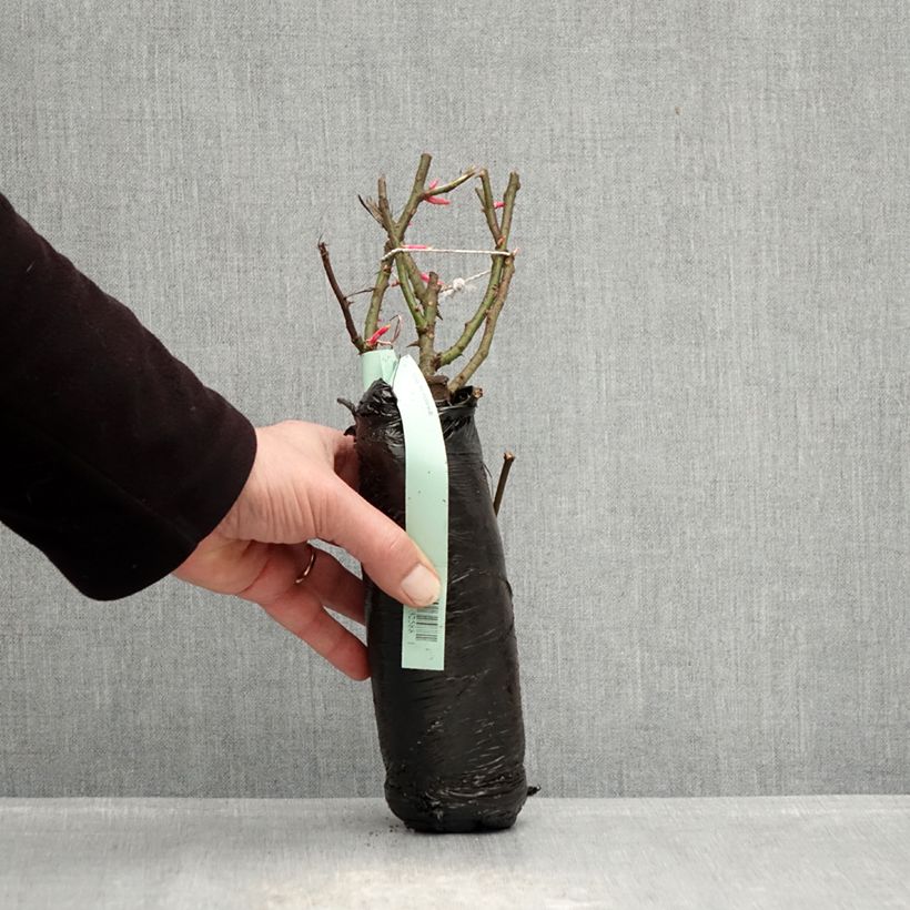 Spécimen de Rosier Rigo Rosen Hotline Racines nues en motte tel que livré en hiver