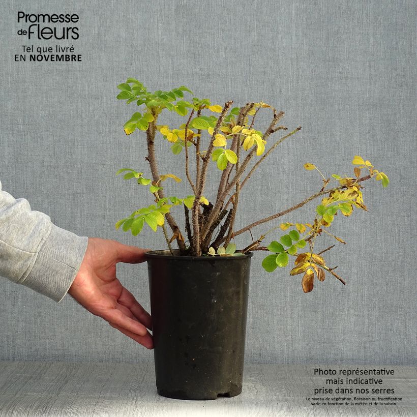 Spécimen de Rosier rugosa Alba Pot de 3L/4L, Qualité 2 branches tel que livré en automne