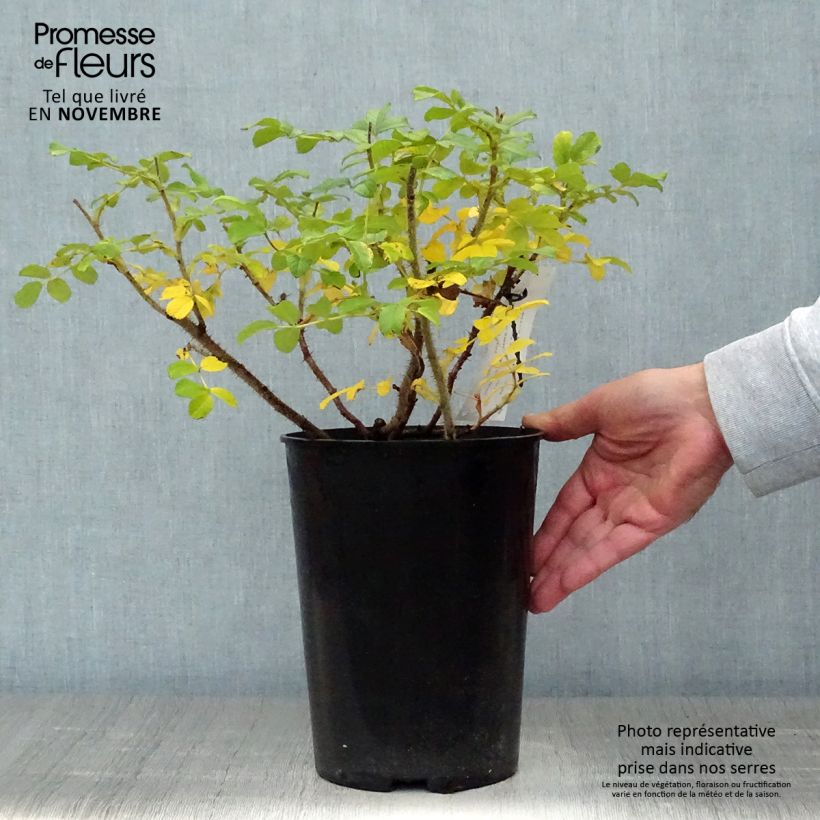 Spécimen de Rosier rugosa Blanc double de Coubert Pot de 4L/5L, Qualité 2 branches tel que livré en automne