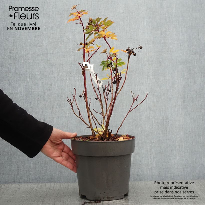 Spécimen de Rosier rugosa Jam-a-licious Pot de 4L/5L tel que livré en automne