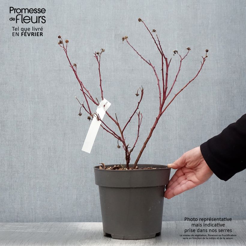 Spécimen de Rosier rugosa Jam-a-licious Pot de 4L/5L tel que livré en hiver