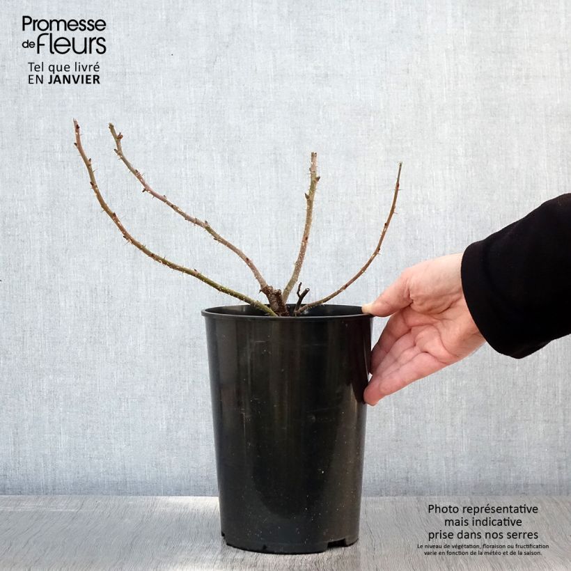 Spécimen de Rosier rugosa Roseraie de l'Haÿ Pot de 3L/4L Qualité 2 branches tel que livré en hiver