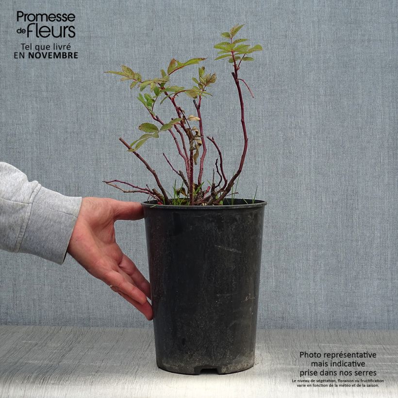Spécimen de Rosier Rugosa Thérèse Bugnet  Pot de 4L/5L, Qualité 2 branches tel que livré en automne