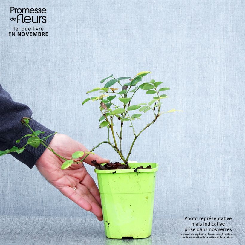 Spécimen de Rosier See You In Pink Pot de 3L/4L tel que livré en automne