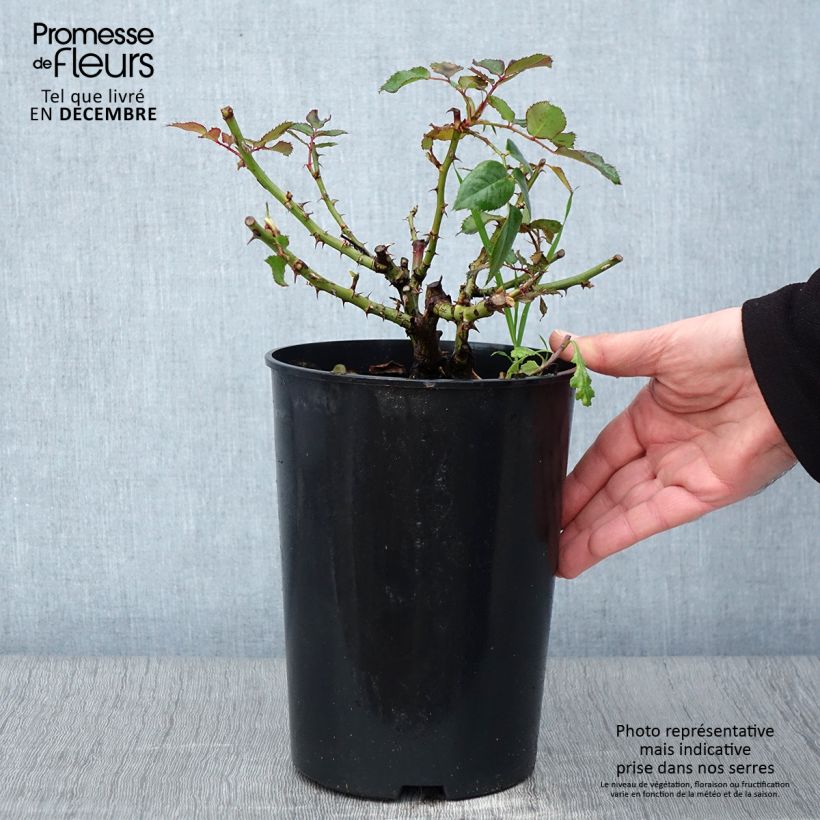 Spécimen de Rosier See You In Red Pot de 4L/5L tel que livré en automne