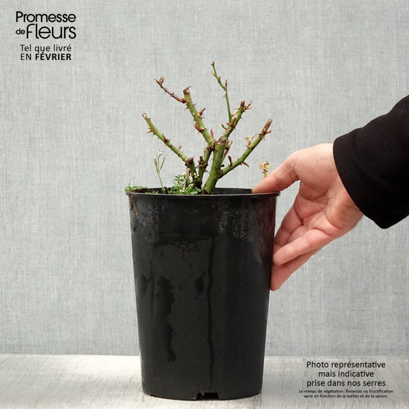 Spécimen de Rosier See You In Red Pot de 4L/5L tel que livré en hiver