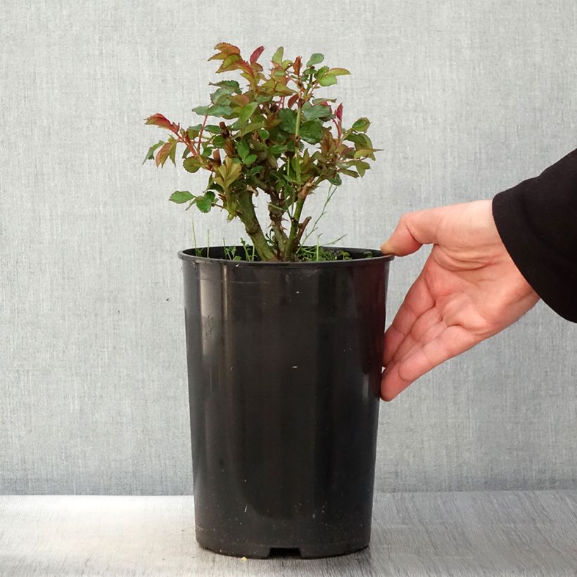 Spécimen de Rosier See You In Red Pot de 4L/5L tel que livré au printemps