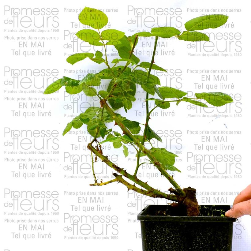 Exemple de spécimen de Rosier à grandes fleurs Schwarze Madonna Pot de 4L/5L tel que livré