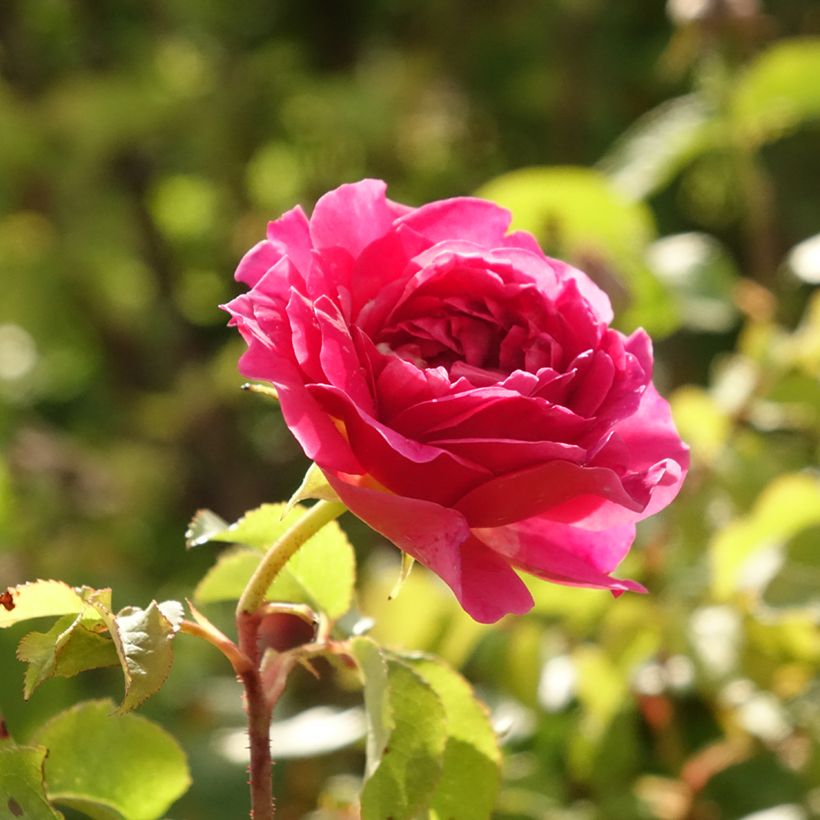 Rosier Tige anglais David Austin Gabriel Oak (Floraison)