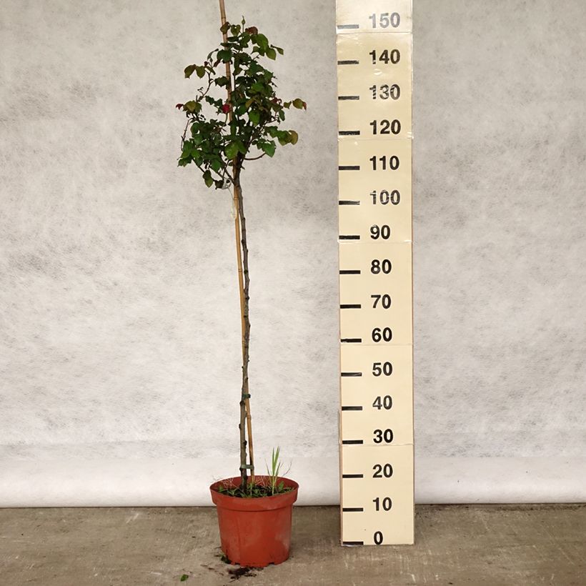 Spécimen de Rosier Tige anglais David Austin Gabriel Oak  Pot de 4L/5L, Tige, Tige de 70/90 tel que livré au printemps