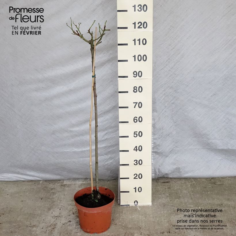 Spécimen de Rosier tige Ballerina  Pot de 7,5L/10L Tige de 90/120 tel que livré en hiver
