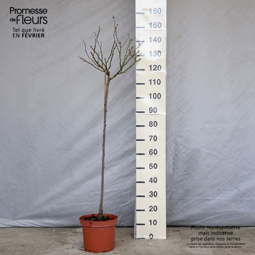 Spécimen de Rosier tige Bonica Pot de 7,5L/10L, Tige, Tige de 120/150 tel que livré en hiver