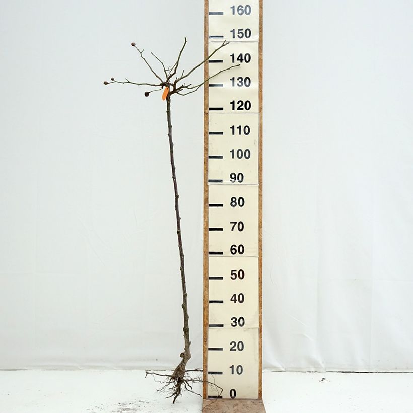 Spécimen de Rosier tige Cyclamen Pierre de Ronsard  Racines nues, Tige tel que livré en hiver