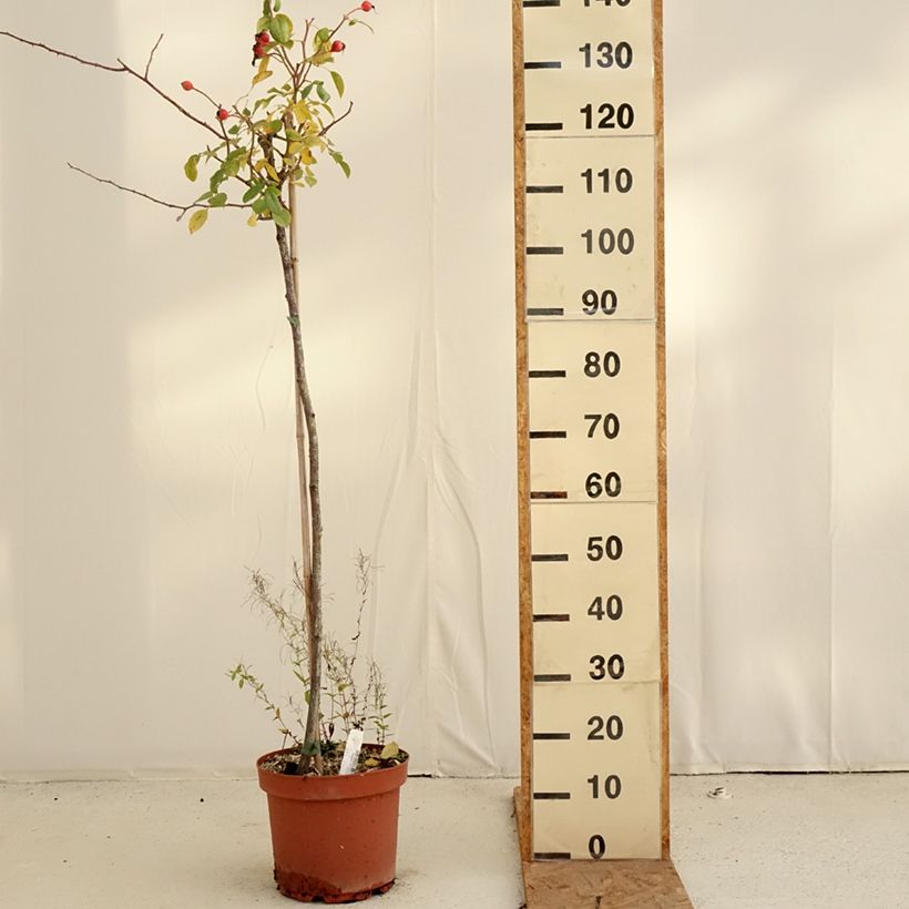 Spécimen de Rosier Tige David Austin Desdemona Pot de 7,5L/10L, Tige, Tige de 70/90 tel que livré en automne