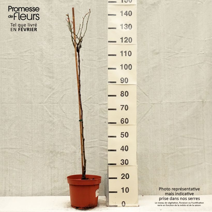 Spécimen de Rosier Tige David Austin Desdemona Pot de 7,5L/10L, Tige, Tige de 70/90 tel que livré en hiver